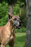 DOGUE ALLEMAND 856